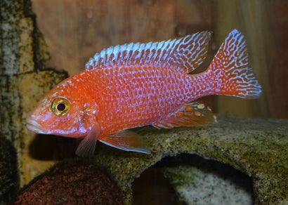Peacock Cichlid - Strawberry