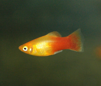 Platy Glowlight Sunset