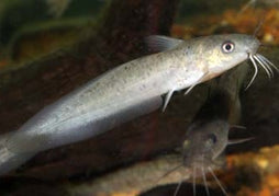 Coburg Aquarium | Tandanus Catfish | Shop live aquarium fish