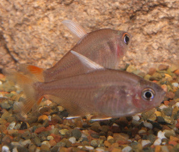 White Finned Tetra