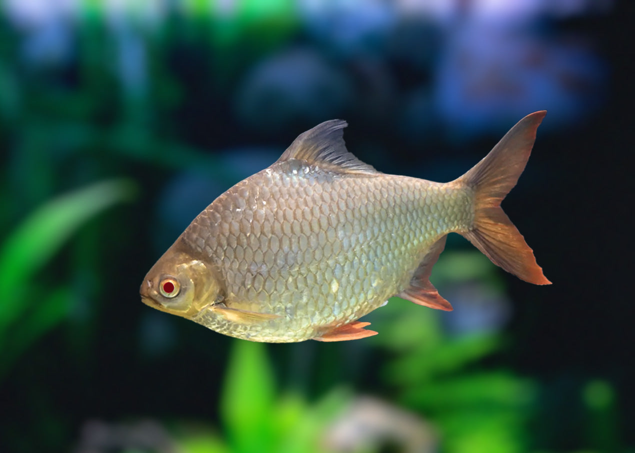 Albino Tinfoil Barb fish, aquarium, online purchase|  Barb | Barb Fish for Sale | Live fish online | coburgauqarium.com.au｜Aquarium FIsh for sale | Tropicah fish store | Freshwater Fish | Coburg Aquarium