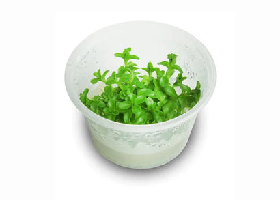 Bacopa Amplexicaulis Tissue Culture