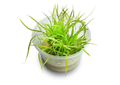 Cyperus Helferi Tissue Culture
