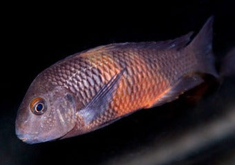 Tropheus Cichlid Bemba Red | Live fish online | coburgauqarium.com.au｜Aquarium FIsh for sale | Tropicah fish store | African Cichlid | Freshwater Fish | Coburg Aquarium