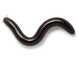 Giant Black Millipede