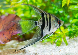 Veiltail angel fish, black and white/silver fish from finding nemo