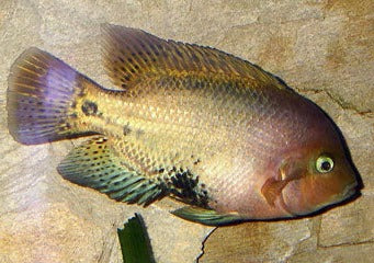 Vieja Synspilum -Quetzal