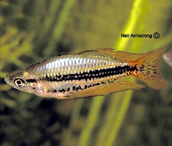 Western Rainbowfish - Drysdale R