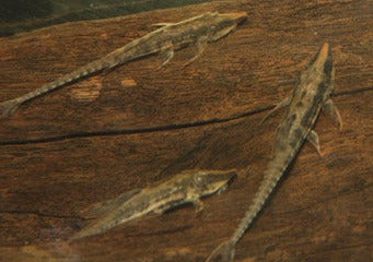 Whiptail Catfish - Long Nose crocodile looking body and fins or feet