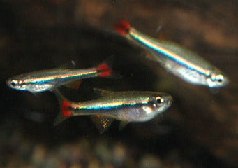 White Cloud - Vietnamese