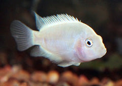 White Convict | Cichlid Fish | Live fish online | Aquarium Shop | coburgauqarium.com.au｜Aquarium Shop | Aquarium FIsh for sale | Tropical fish store | Freshwater Fish | Coburg Aquarium