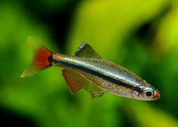 White Cloud Special (6 for $16)