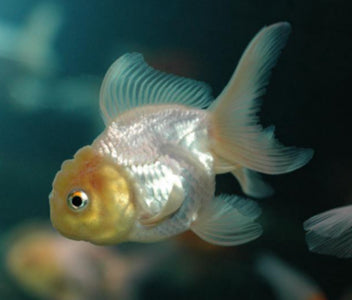 Oranda White