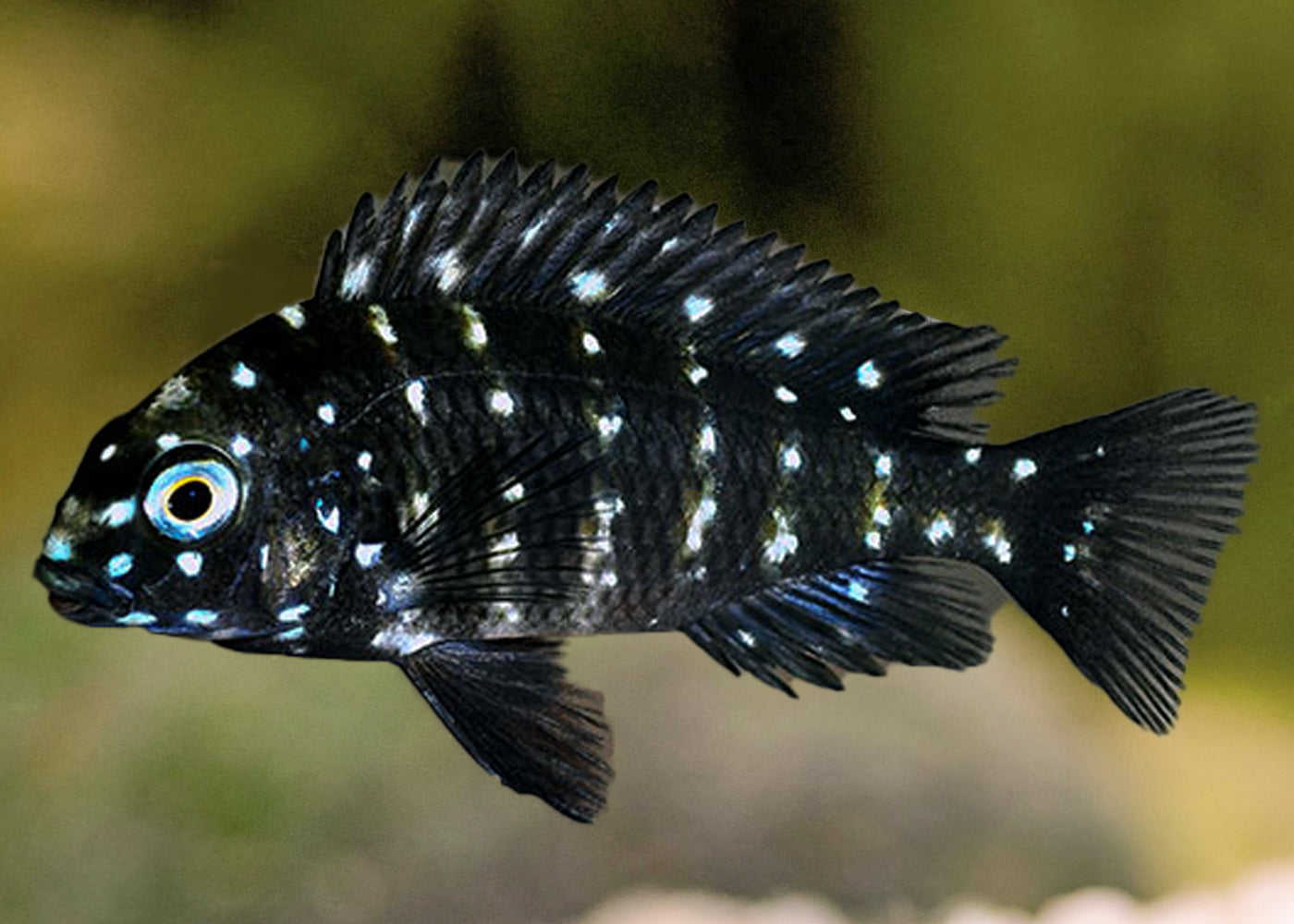 white spotted cichlid | tropheus duboisi | Live fish online | coburgauqarium.com.au｜Aquarium FIsh for sale | Tropicah fish store | African Cichlid | Freshwater Fish | Coburg Aquarium