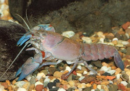 Yabby | Yabby for sale | Freshwater Yabby | Coburg Aquarium | Buy Live freshwater yabby in Coburg Aquarium
