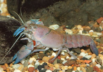 Yabby | Yabby for sale | Freshwater Yabby | Coburg Aquarium | Buy Live freshwater yabby in Coburg Aquarium