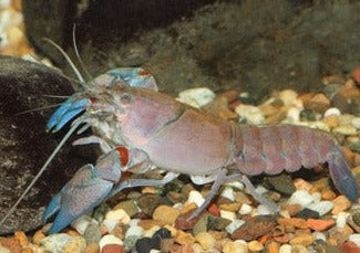 Yabby | Yabby for sale | Freshwater Yabby | Coburg Aquarium | Buy Live freshwater yabby in Coburg Aquarium