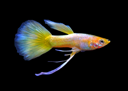 Guppy Male Yellow Ribbon | Guppy for Sale | Buy Fresshwater Fish online | Live fish for sale | aquarium fish near me | coburgaquarium.com.au